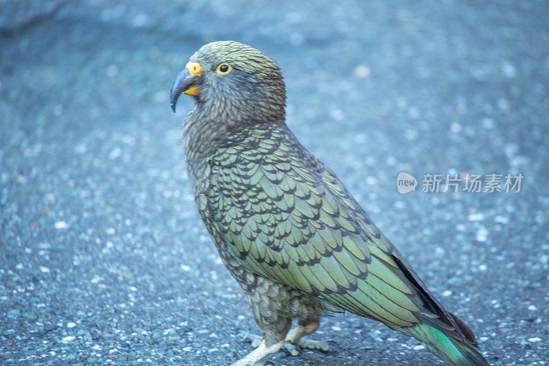 Kea bird，新西兰